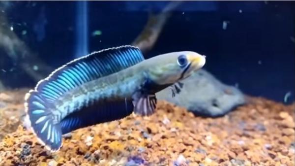 7 Cara Merawat Ikan Channa untuk Pemula, Gampang Banget!