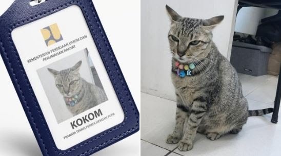 Deretan Kucing Diangkat Jadi Pegawai Kantoran, Nomor 1 Dapat Jabatan sebagai Penyuluh Ahli Meow