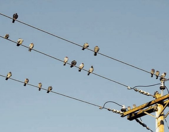 Burung Bertengger di Kabel Listrik Tapi Tidak Kesetrum? Ini Jawabannya
