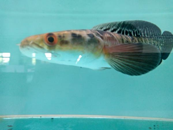 Wow! Kontes Ikan Channa di Pemalang Dibanjiri Penggemar, Harganya Makin Meroket