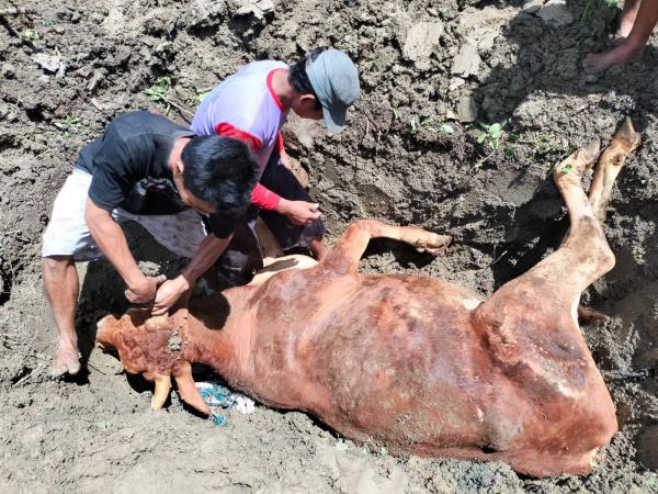 Diduga Kena PMK Tiga Sapi di Kecamatan Ngaringan Mati, Disnakan Grobogan Segera Cek