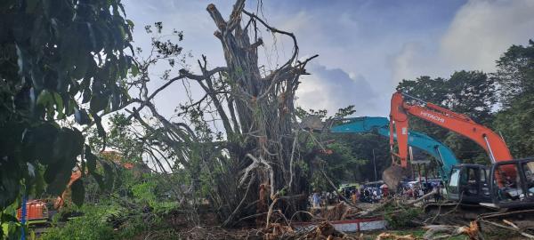 Setelah 10 Hari Tumbang, Pohon Beringin Raksasa Soekarno Akhirnya Ditanam Kembali Oleh Pemda Belu