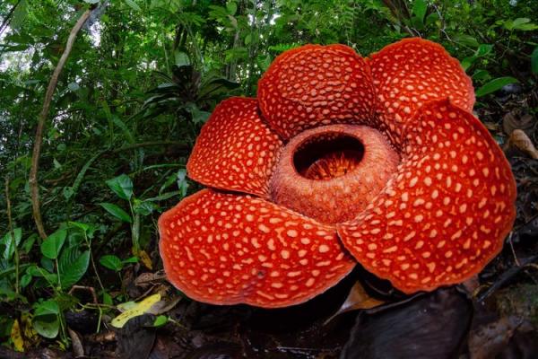 Mengenal Rafflesia Arnoldi, Bunga Terbau di Dunia yang Ditemukan 200 Tahun yang Lalu di Kalimantan