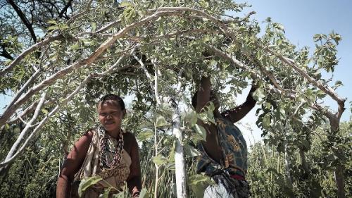 Nyeleneh ! Suku Hadza di Afrika Bangun Rumah Pakai Ranting Pohon