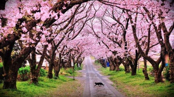 Taman Sakura Cibodas, Destinasi Wisata ala Jepang
