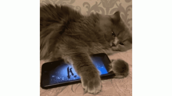 Viral Kucing Terus Peluk Erat HP yang Memutar Lantunan Ayat Kursi, Netizen Kagum: Masya Allah