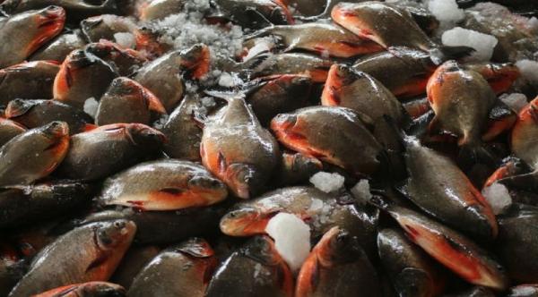 5 Cara Budidaya Ikan Mujair di Kolam Terpal Bisa Dicoba, Mudah Banget!