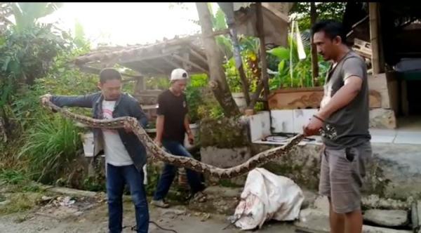 Heboh Ular Berukuran Besar Pemangsa Ternak Masuk Pemukiman Warga Cinangka Kabupaten Bogor