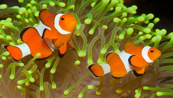10 Tips Merawat Ikan Nemo di Rumah yang Perlu Dilakukan