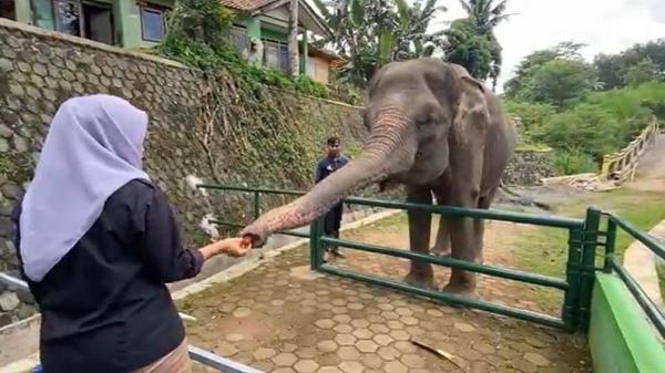 Beri Makan Satwa di Serulingmas Zoo Banjarnegara Jadi Daya Tarik