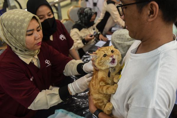 Vaksin dan Cek Kesehatan Gratis untuk Kucing Kesayangan