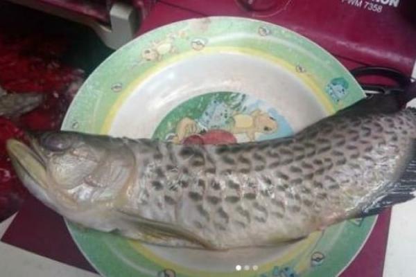 Viral! Sang Ayah Kaget, Ikan Arwana Seharga Rp15 juta Digoreng Oleh Anaknya