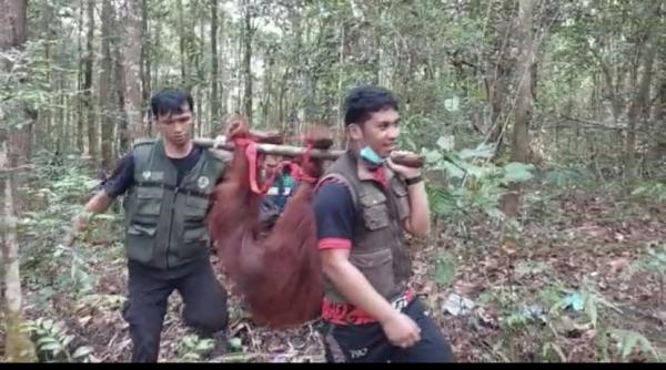 Bergelantungan di Pohon Durian, Seekor Orangutan di Lamandau Dievakuasi Tim BKSDA