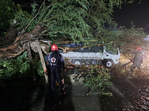 Pohon Tumbang di Tegal Menimpa Truk dan Sepeda Motor, Satu Luka-luka