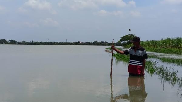 Lahan Pertanian Seluas 46 Hektar di Sidoarjo, Terendam Banjir