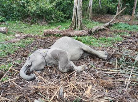 Gajah Penghuni  Taman Wisata Alam Buluh Cina  Ditemukan Mati