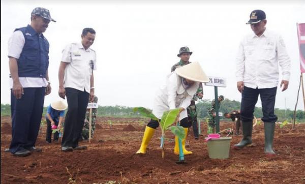 Genjot Ketahanan Tanam, Pemkab Batang Galakkan Tanam Pisang Tanduk