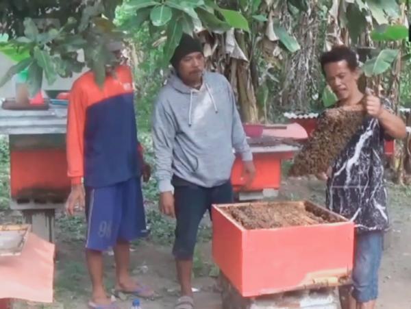 Sukses di Pasaran Warga Jombang Beternak Lebah Madu Manivera