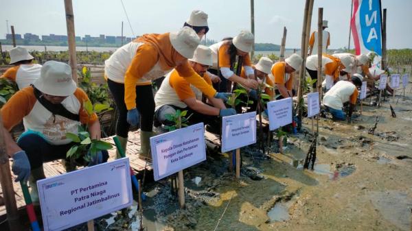 Peringati Bulan K3 Nasional, Pertamina Tanam 1000 Mangrove di Romokalisari Surabaya