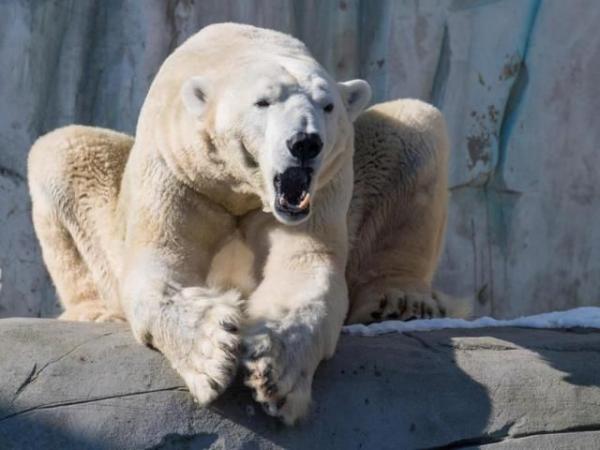 Ngeri! Ibu dan Bayinya Tewas Diserang Beruang Kutub