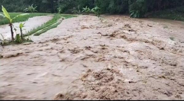 Petani di Limbangan Garut Merugi, Hektaran Sawah Terdampak Banjir