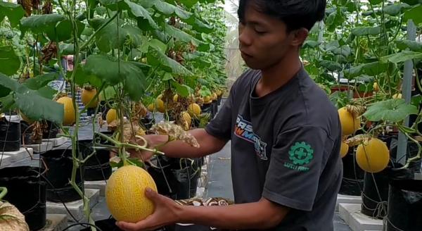Santri Milenial di Pangandaran Budidaya Melon Sultan, Sekali Panen Ratusan Kuintal
