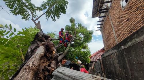 Pohon Kedondong Setinggi 10 Meter Roboh Akibat Angin Kencang Menimpa Rumah di Cakung