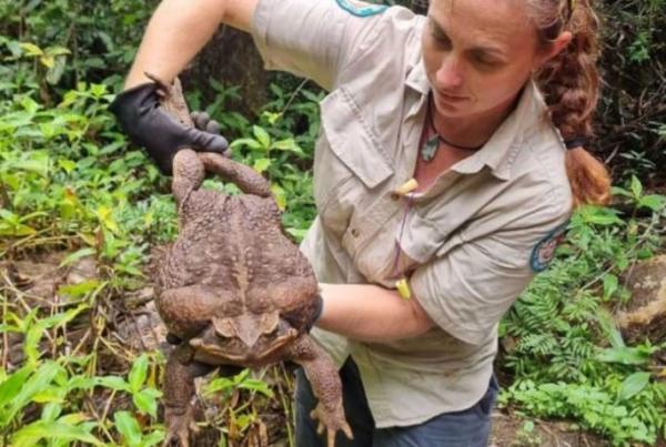 Toadzilla, Monster Katak Terbesar dengan Berat 2,7 Kilogram Ditemukan di Hutan Australia