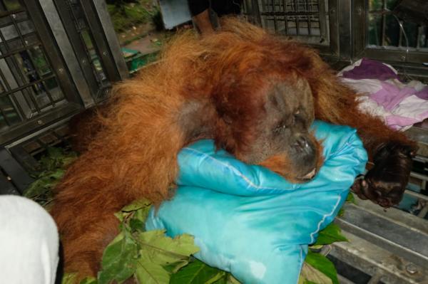Orangutan yang Dievakuasi dari Karo Mati, BBKSDA: Ada Bekas Luka Kekerasan Fisik
