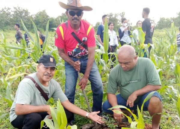 Dinas Pendidikan dan Kebudayaan Kota Kupang Tanam 3000 Anakan Kelor di Fatubena