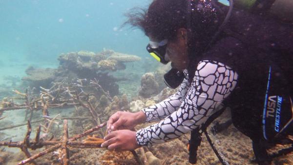 Papua Diving Academy Tanam Terumbu Karang untuk Selamatkan Teluk Tanah Merah