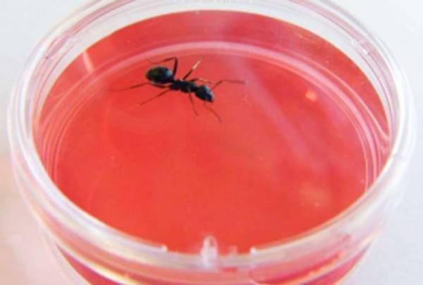 Semut Ternyata Mampu Mendeteksi Kanker dari Urine, Kok Bisa?