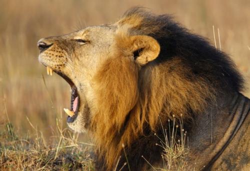 Nyaris Kehilangan Tangannya, Wanita Mabuk Ini Masuk Kandang Singa ! Ajak Duel si Raja Hutan