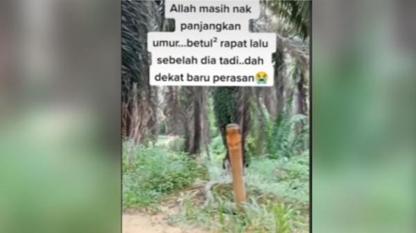 Heboh! Penampakan Ular King Kobra Berukuran Besar, Awalnya Dikira Batang Kayu