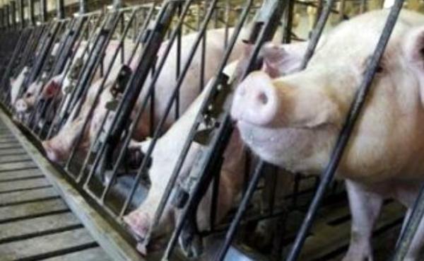 Virus ASF Kembali Hantui NTT, Kadisnak Hentikan Lalu Lintas Ternak Babi ke Sumba Timur