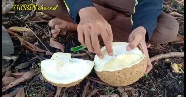 Mengintip Penampakan Durian Gundul Khas NTB, Bentuknya Mirip Buah Sukun dan Tanpa Duri
