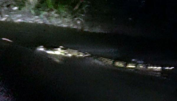 Warga Kallu Sumba Timur Dihebohkan Kemunculan Buaya di Sungai Payeti