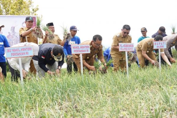 Wamentan Dukung Peningkatan Produksi Petani Bawang di Sulbar