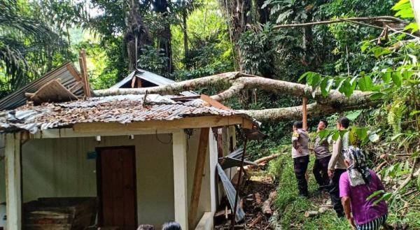 Rumah Warga di Sangalla Selatan Rusak Tertimpa Pohon Tumbang