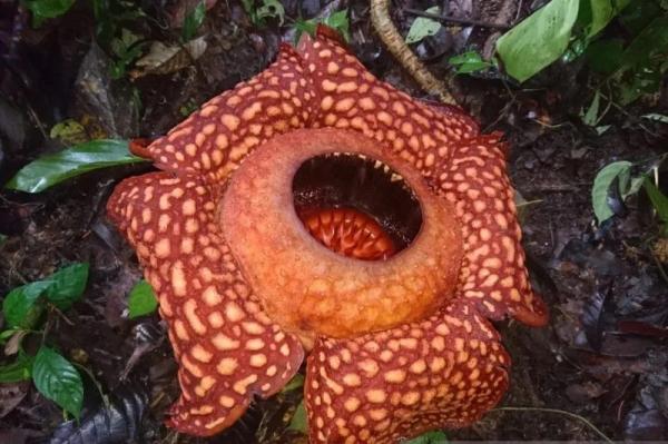 Bunga Rafflesia Arnoldi Ditemukan Bermekaran di Hutan Saniangbaka Solok