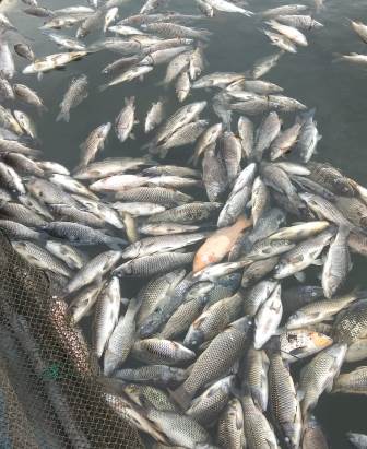 Ribuan Ikan Dengan Total 150 Ton di PLTA Koto Kampar Mati, Petambak Rugi Rp4,2 M