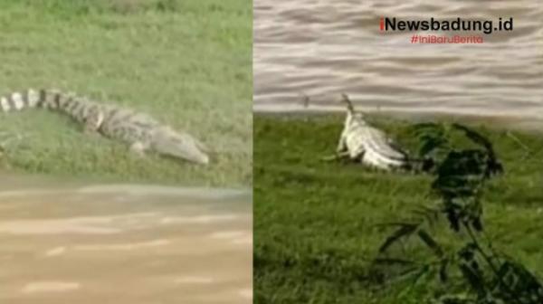 Gempar! Warga Taman Rajo Terkejut Penampakan Buaya Putih 