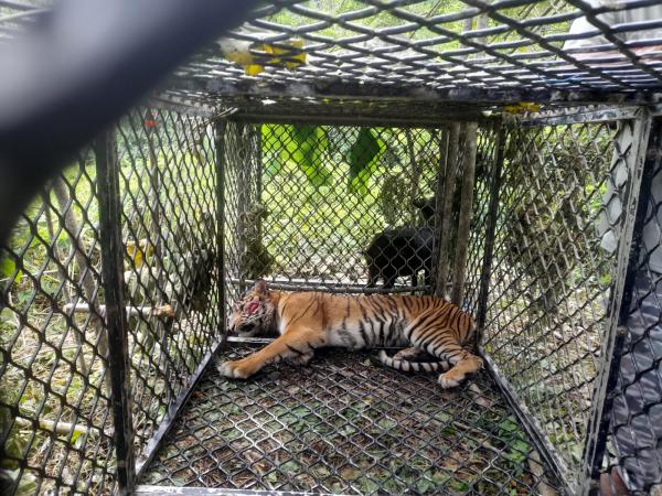 Harimau Sumatera Pemangsa Warga Aceh Selatan Berhasil Ditangkap