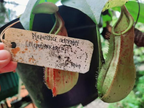 Nepenthes Andrianii, Kantong Semar Endemik Gunung Slamet Difasilitasi Jadi KIK Kabupaten Banyumas