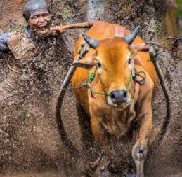 Lomba Pacu Jawi Merupakan Tradisi Tanam Padi