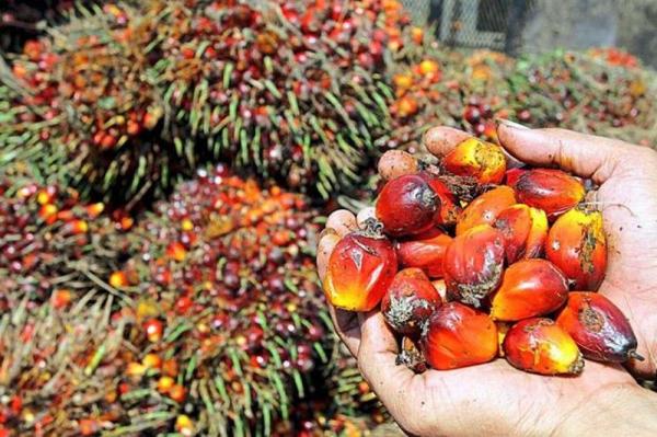 Petani Sawit di Batanghari Keluhkan Harga TBS yang Murah