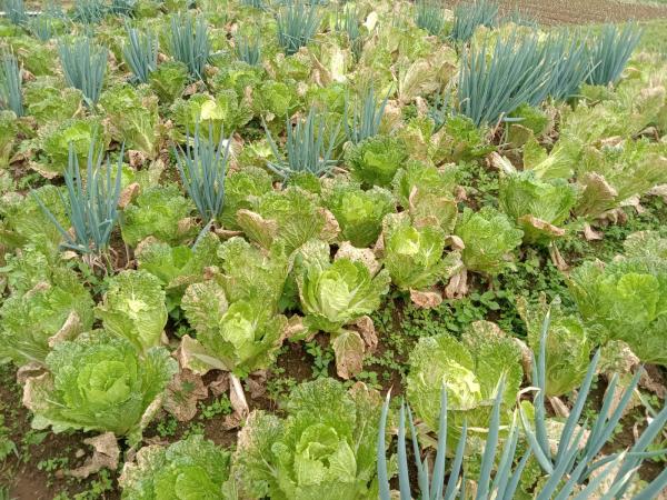 Dihantam Musim Angin, Petani Sayuran Sawi di Cianjur Banyak yang Merugi