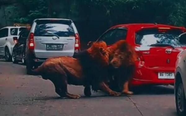 Menegangkan, Dua Singa Berkelahi di Taman Safari hingga Menubruk Mobil Pengunjung