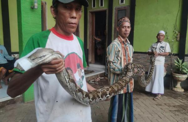 Makan Dua Ekor Ayam, Ular Piton Sepanjang 4,5 Meter di Probolinggo Ditangkap