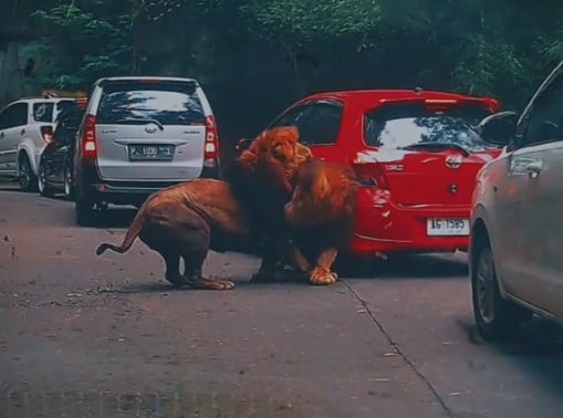 Viral! Mobil Ditabrak Dua Singa di Taman Safari, Begini Kondisi Mobilnya